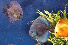 Atlanta Aquarium Fish Too - 18" x 14" - YR 2022