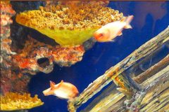 Atlanta Aquarium Wreck Reef – 18” x 22” – YR 2022