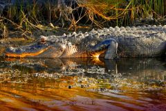 Big Grass Gator – 30” x 15” – YR 2021