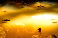 Catfished Again - 18" x 24" - YR 2025