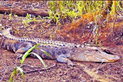 Mud Gator – 23” x 14” – YR 2022