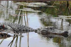 Snoozing Gator – 36” x 15” – YR 2019