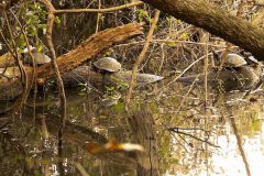 Turtle Haven – 36” x 24” – YR 2022