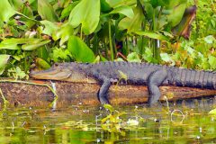 Wacissa River Gator - 24\" x 17\" - YR 2022