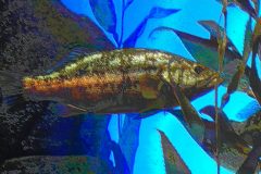 Kelp Bass, Atlanta Aquarium – 21” x 11” – 2018