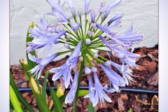 Agapanthus in Bloom - 18" x 24" - YR 2025