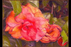 Aging Out – 26” x 19” – YR 2022
