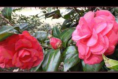 Baby Bud – 22” x 12” – YR 2019