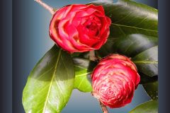 Best Buds - 14" x 16" - YR 2026