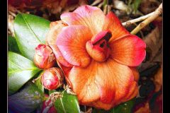 Fading Glory – 22” x 17” – YR 2021