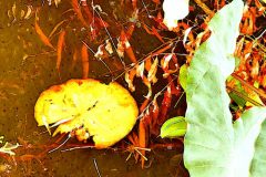 Golden Lily Pad - 18" x 20" - YR 2022