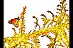 Goldenrod Attraction – 22” x 17” – YR 2022