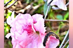 Intruder - 16" x 20" - YR 2026