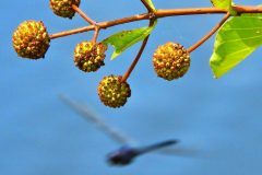 Lakeside Seed Pods - 12" x 16" - YR 2022