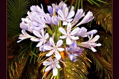 Lavender Bouquet - 18" x 20" - YR 2022