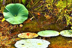 Lakeside Lily Pads - 20" x 16" - YR 2022