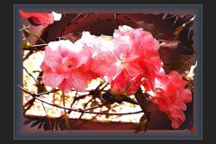 Pink Azaela Too - 16" x 12" - YR 2022