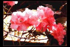 Pink Azalea - 22" x 16" - YR 2022