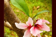 Pink Blossom – 14” x 17” – YR 2021