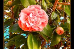 Pink Camelia – 29” x 26” – YR 2022