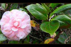 Pink with Leaves – 28” x 14” – YR 2019