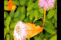 Purple Puff Two - 16" x 20" - YR 2022