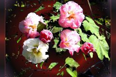 Rose of Sharon Bouquet - 23" x 18" - YR 2023