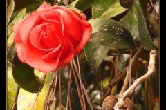 Red and Dead – 26” x 20” – YR 2022