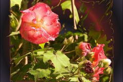 Rose of Sharon Number 1 - 18" x 15" - YR 2022