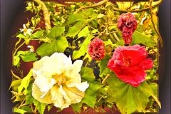 Rose of Sharon Number 2 - 20" x 16" - YR 2022