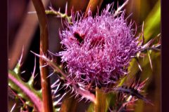 Thistle Bloom – 20” x 16” – YR 2021
