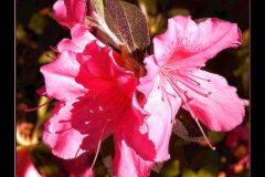 Vivid Azalea - 18" x 22" - YR 2022